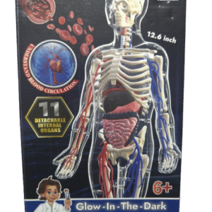 Human Body Model – 42 Parts Science Toy